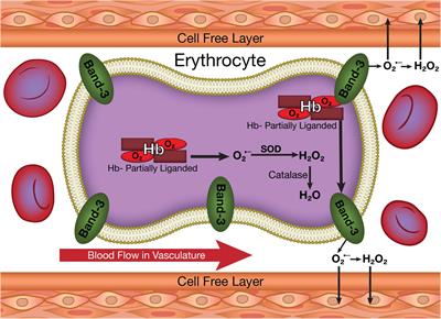 Potential Modulation of Vascular Function by Nitric Oxide and Reactive Oxygen Species Released From Erythrocytes